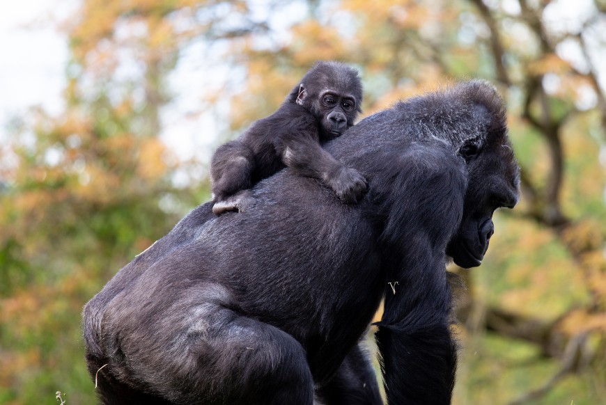 Infant gorilla Hasani with surrogate mum Kera at Bristol Zoo Gardens